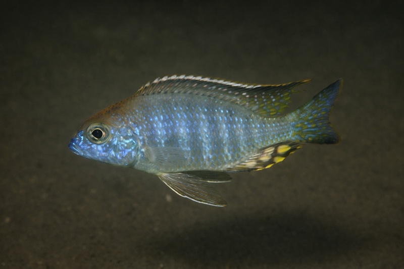 Lethrinops auritus 'Masasa Reef'